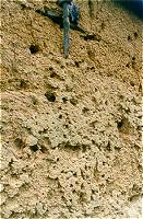 Braine-le-Comte. Scaubecq
	Grange en bauge. Etat 1987
