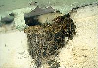 "Mort&icirc; d'Aronde"